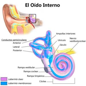 sáculo y utrículo anatomía oído interno