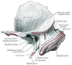 hueso temporal cráneo cabeza