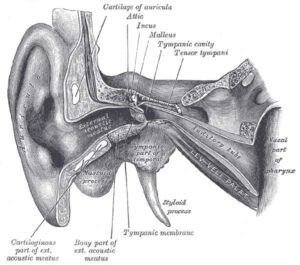 oído externo anatomía
