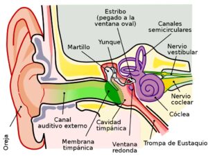 perforación oído tensor tímpano