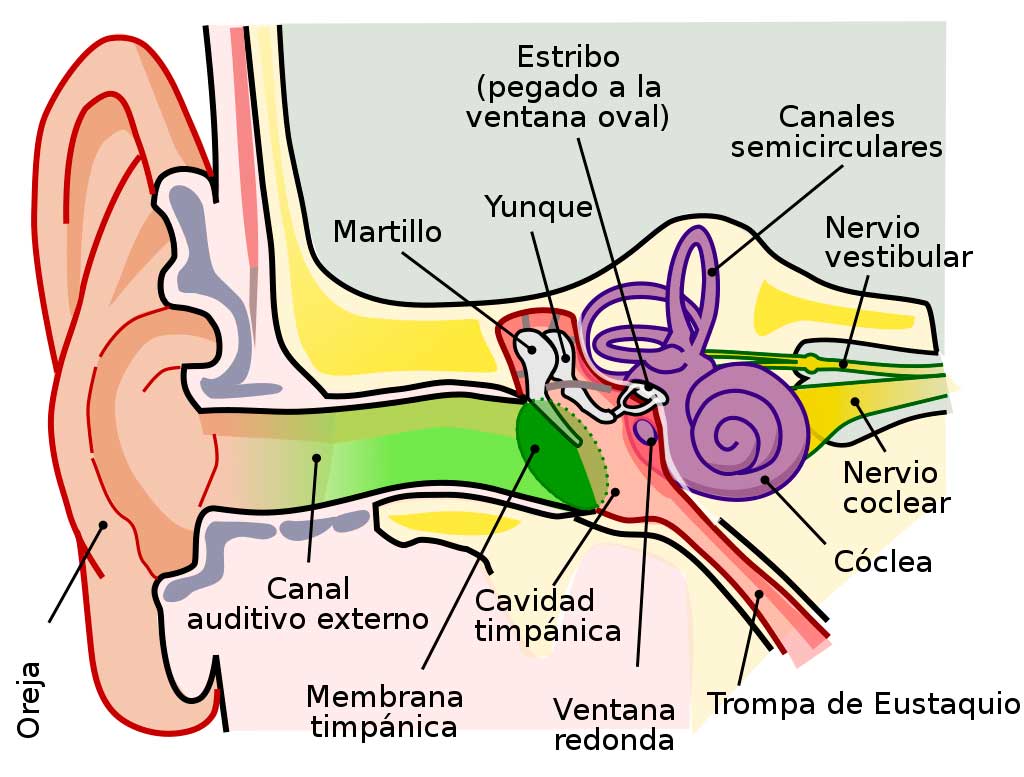 Perforaciones del oído rotura del tímpano Miaudífono » Miaudífono