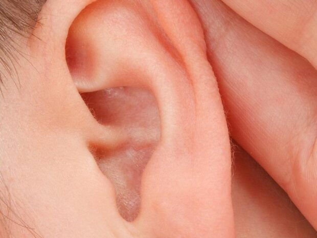 sistema auditivo qué es